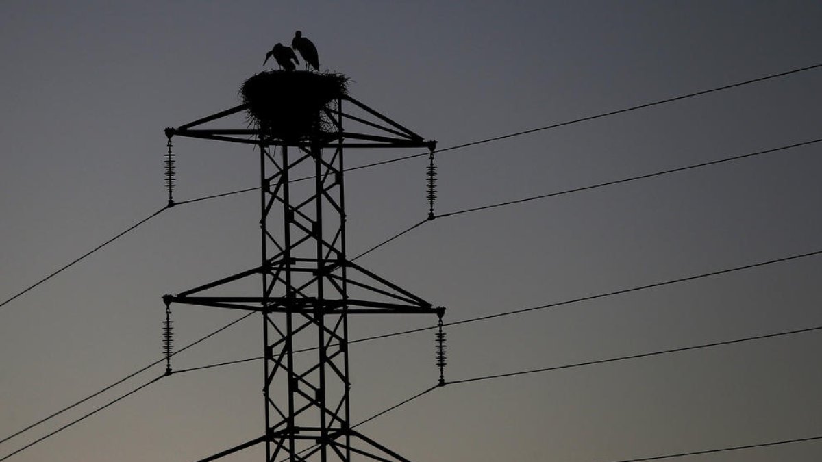 Dos cigüeñas tienen su nido en una torre de tendido eléctrico.