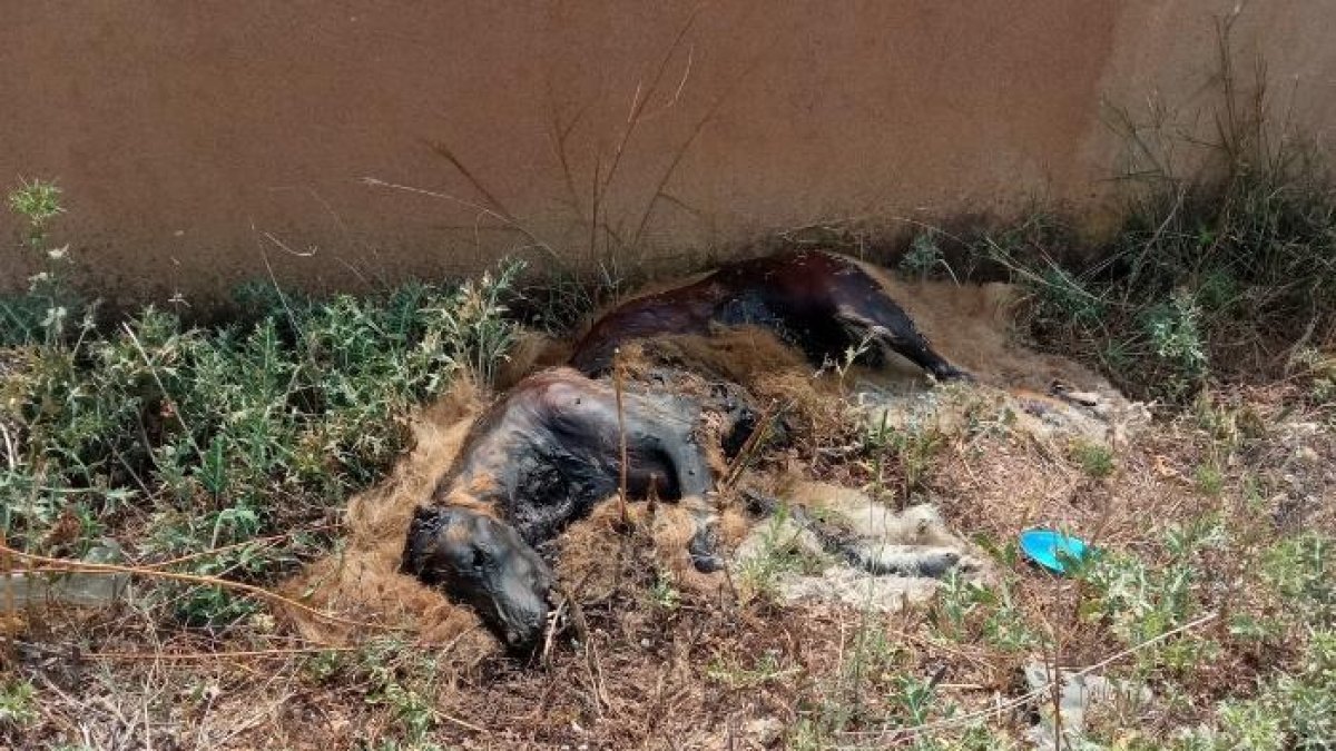 Cadáver de un perro muerto en Balaguer