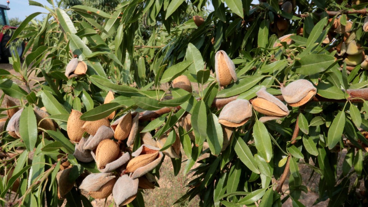 La superficie de almendros crece en todo el Estado.