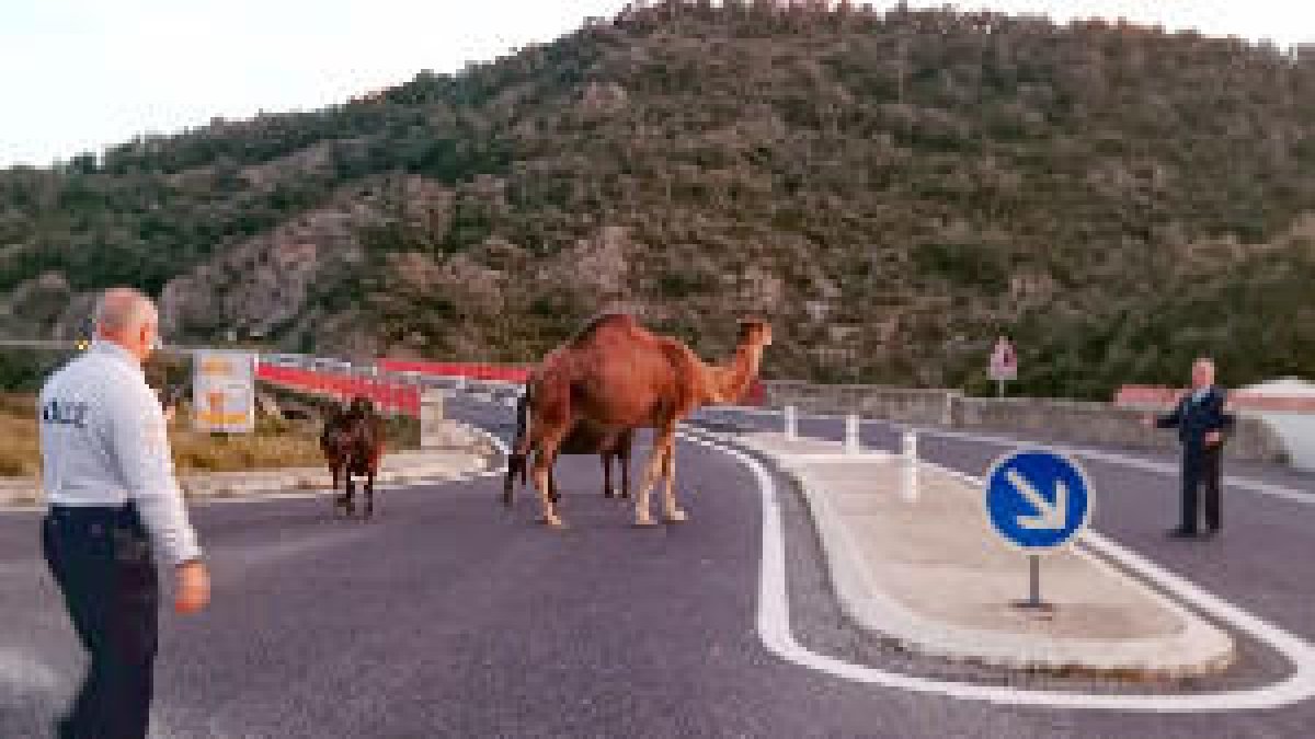 El dromedario junto a dos bueyes en la carretera N-II.