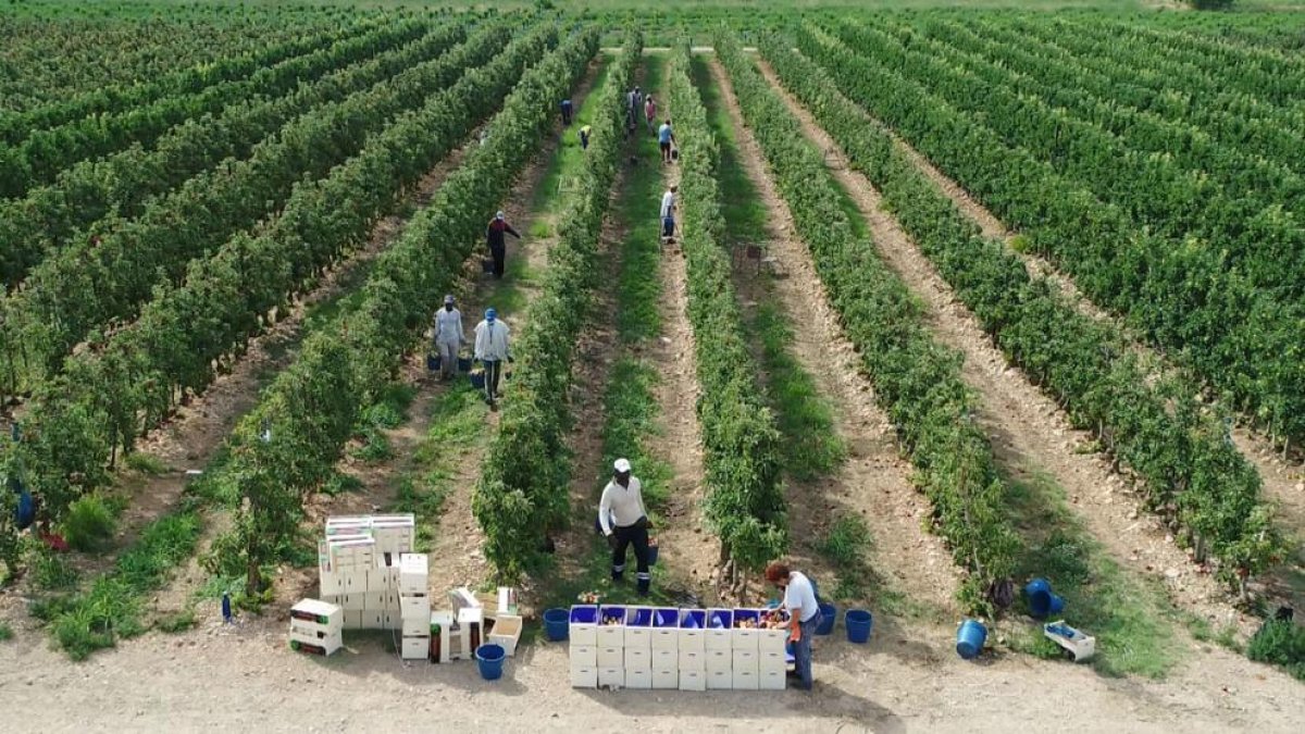 Los temporeros recogen la fruta, en plena campaña.