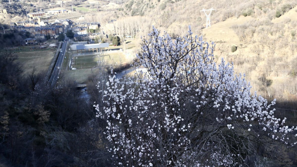 Imagen de un almendro en flor con Rialp al fondo. 