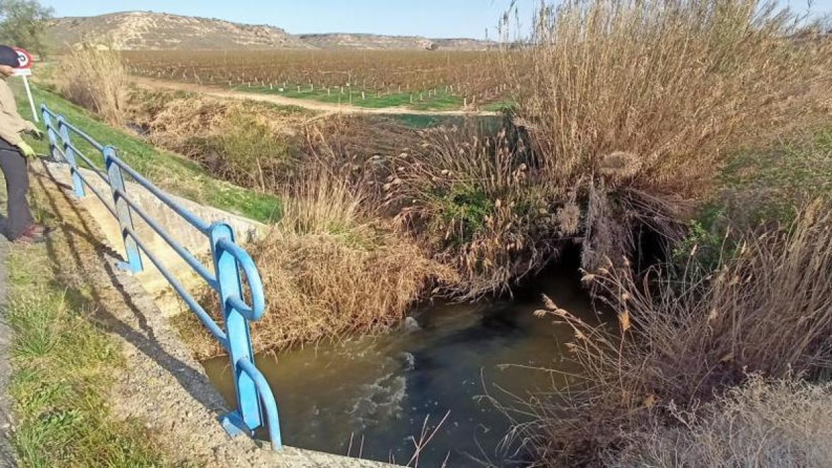 El tratamiento contra la mosca negra en el Baix Cinca. 