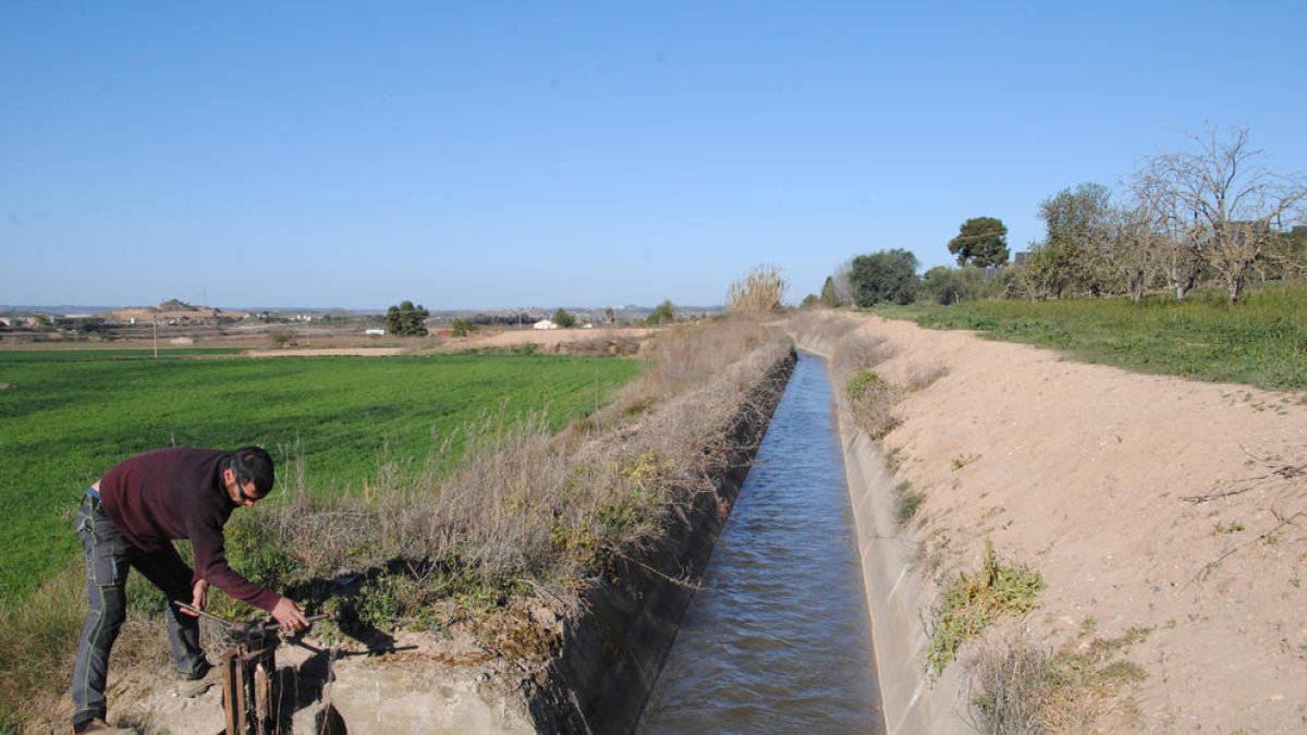 Un agricultor d’Arbeca aixecant la pala per començar a regar des del canal Principal d’Urgell, que va obrir la campanya ahir.