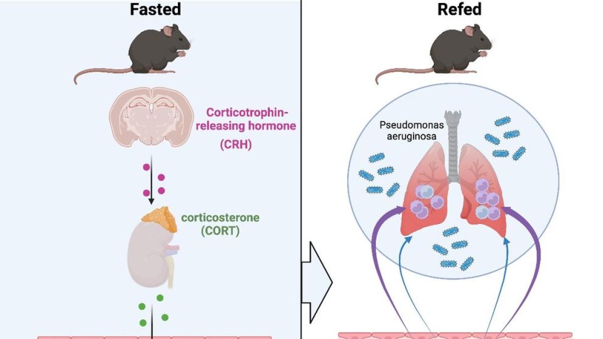 Cura amb el dejuni intermitent: un estudi demostra com afecta el sistema immunitari