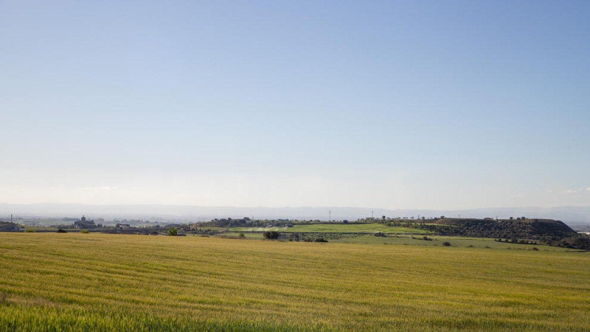 Campos de cebada secos por falta de lluvias, ayer en la comarca de la Noguera.