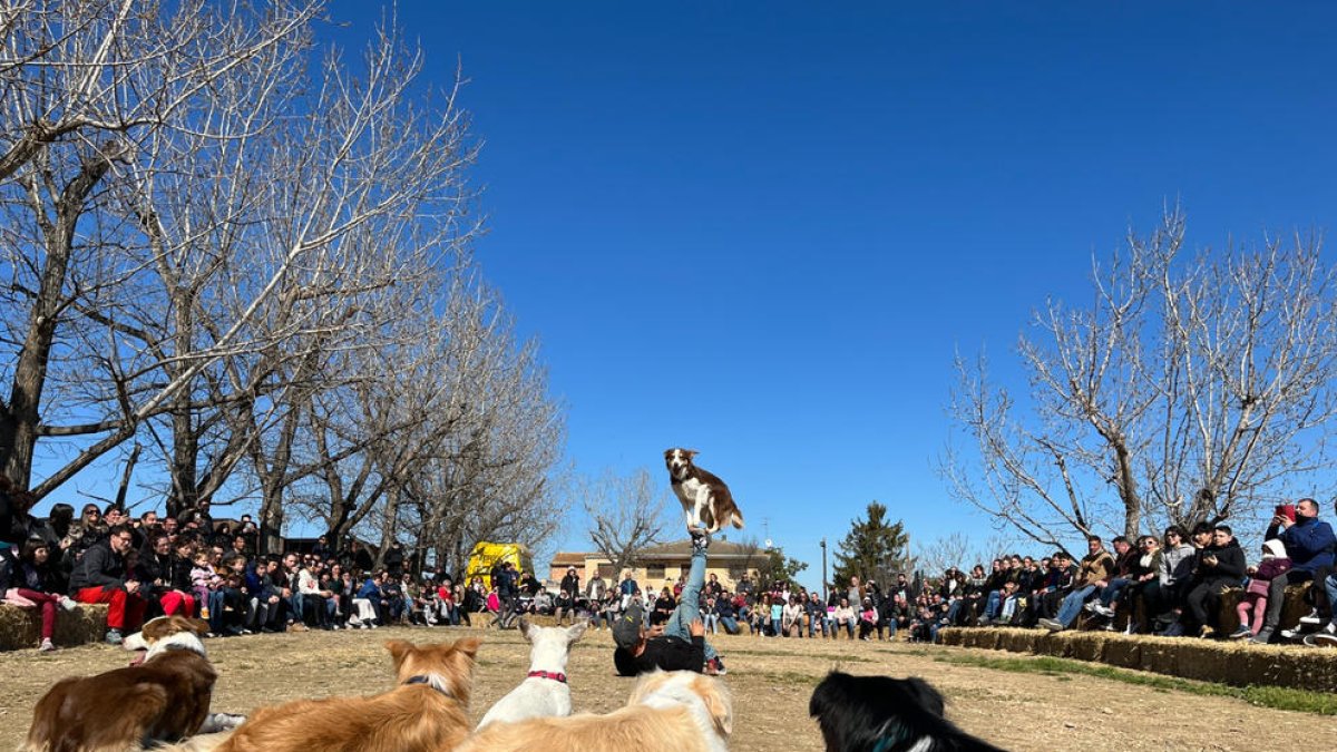 Els gossos que van protagonitzar l’exhibició a la Granja Pifarré.