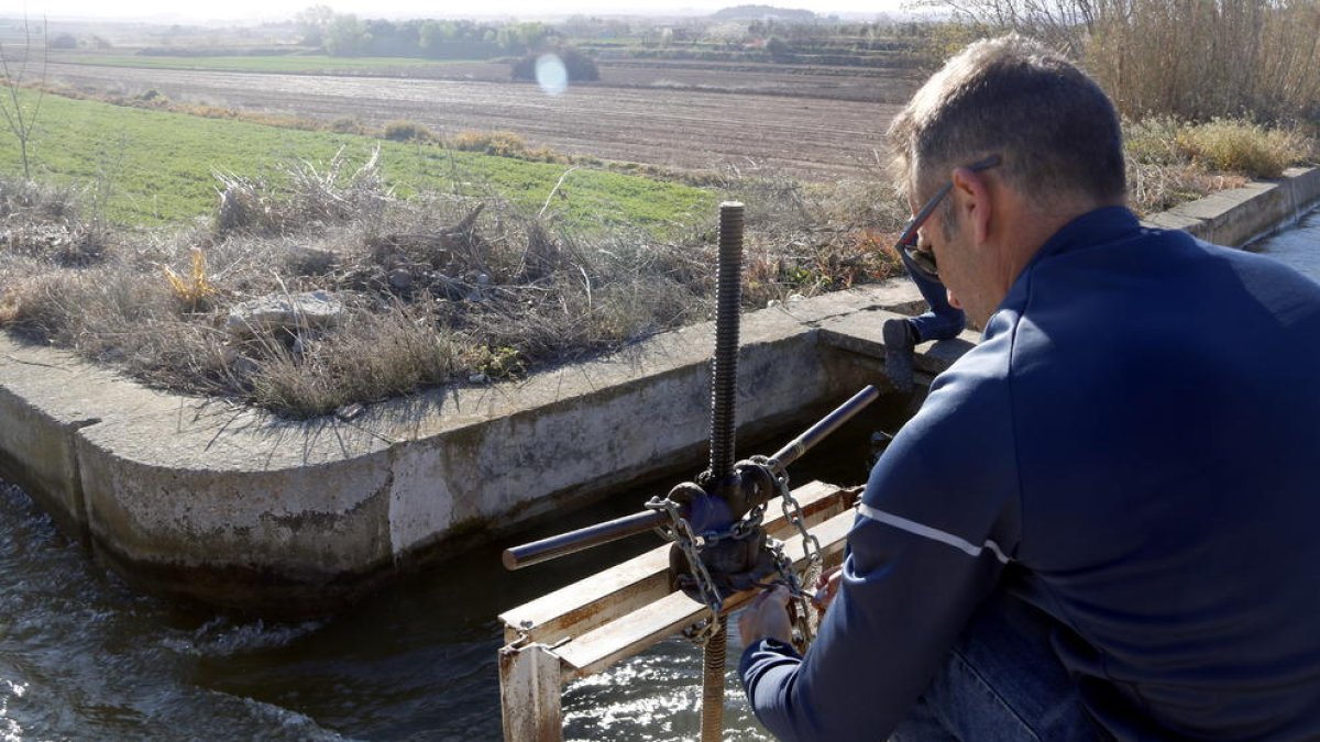 Un regador da el agua del Canal d'Urgell el primer día de la campaña de riego.