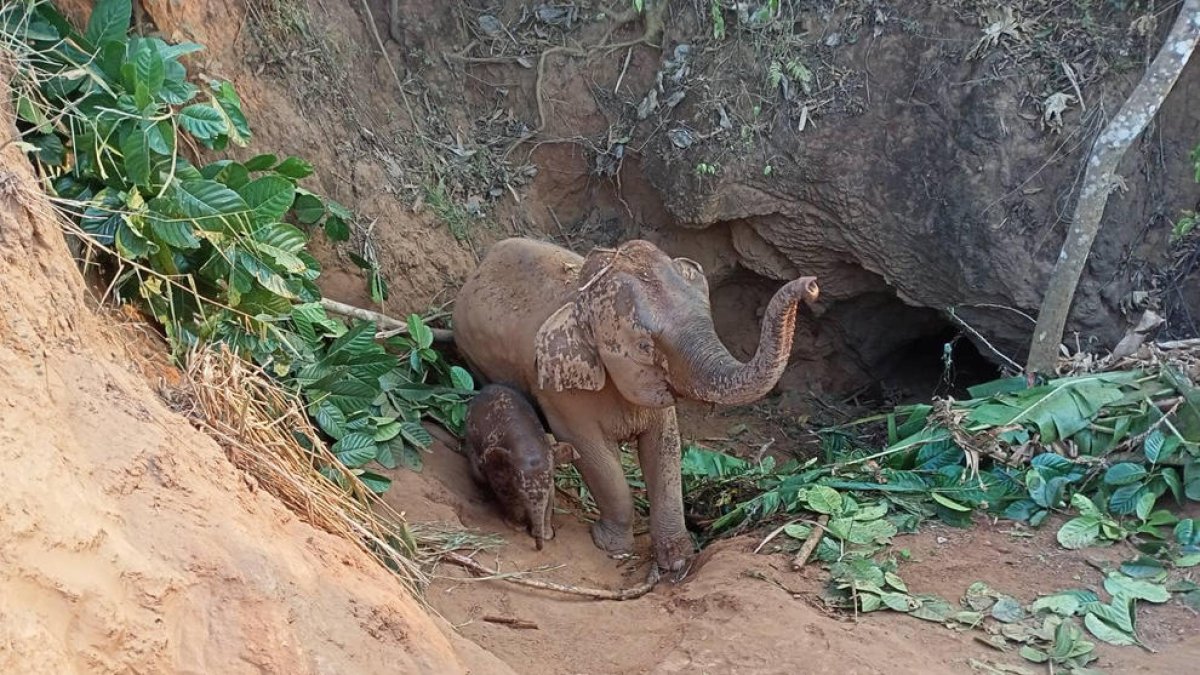 Salven una elefanta i la seua cria després de caure en un clot de 5 metres a Tailàndia