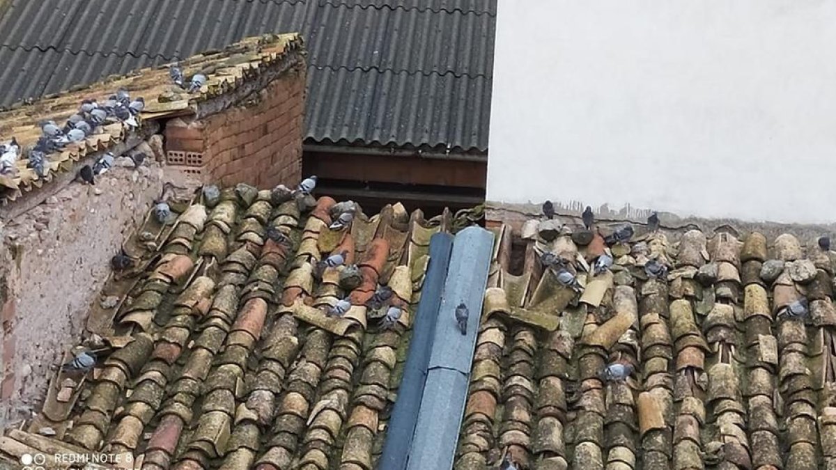 Las palomas invaden tejados del centro histórico de Organyà.