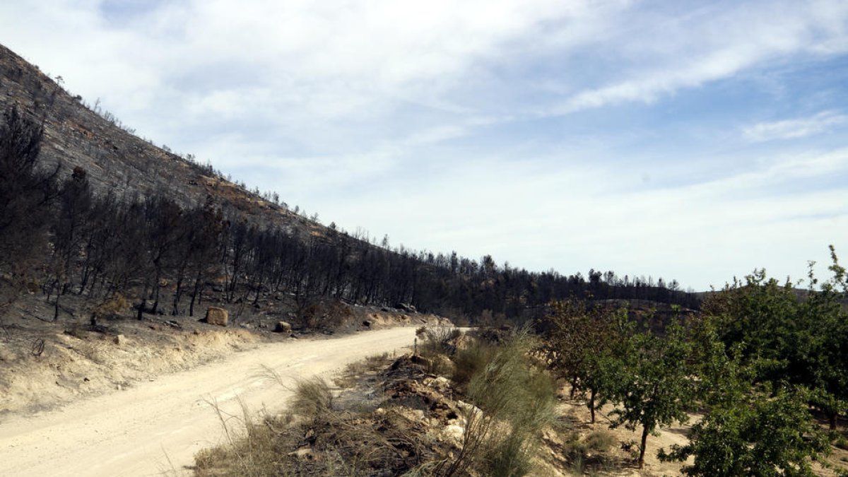 Zona cremada i camps de fruiters a l'incendi de la Franja.
