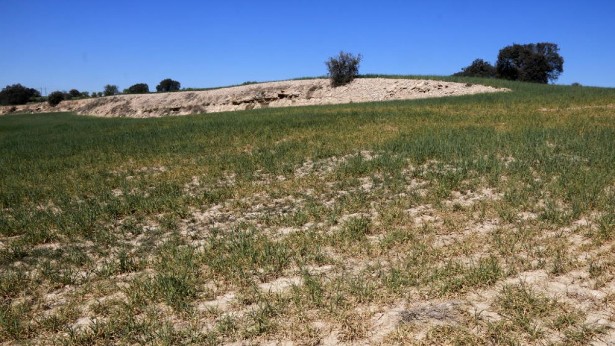 Una finca d'ordi de Cervera on es veuen zones sense plantes o amb les plantes seques degut a la manca d'aigua.