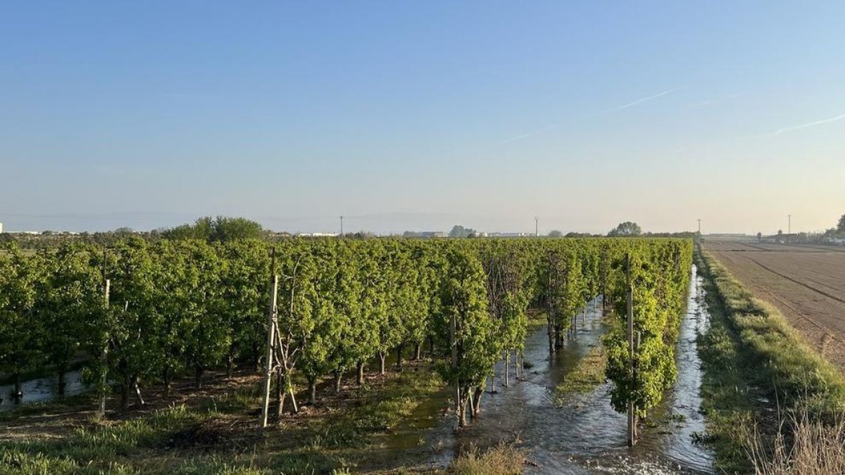 Una finca de fruiters fent el darrer reg de la campanya al canal d'Urgell a Golmés.