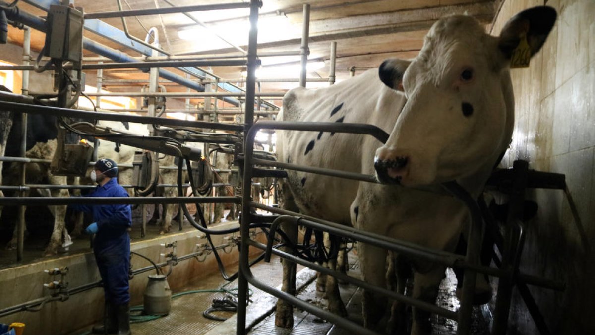 Una explotación de vacas de leche mientras se hace el ordeño. 