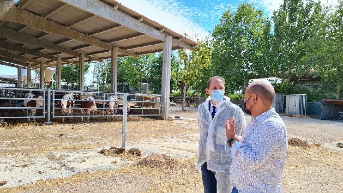 Crespín i Gòdia, ahir en una granja de boví a Alcarràs.