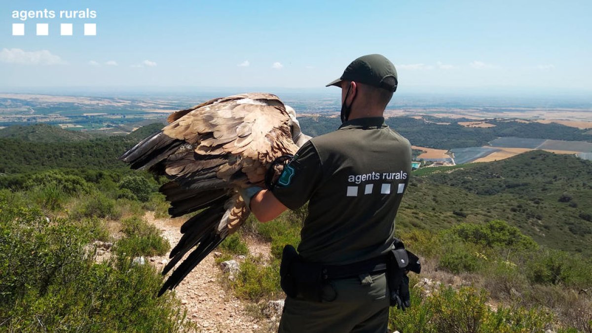 Buitre herido en Os de Balaguer