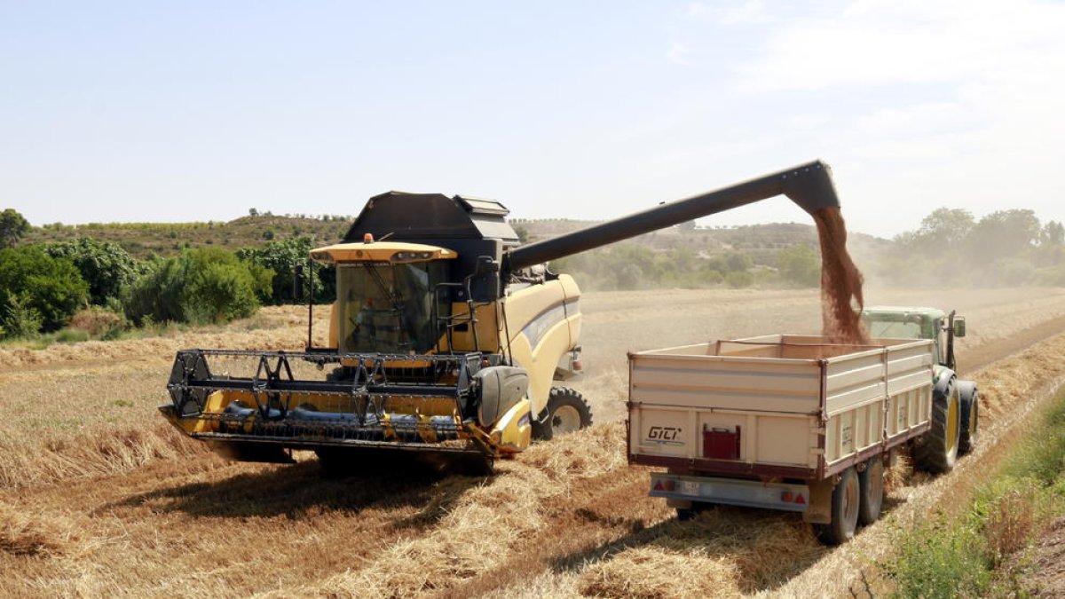 Una cosechadora deposita el cereal en una tolva tras su recolección en una finca de Arbeca.