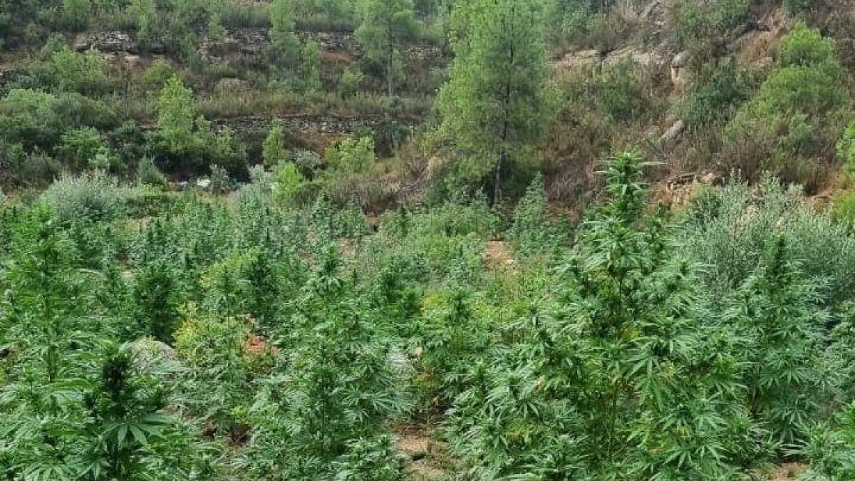 Plantas de marihuana localizadas en el Tossal Gros de Almatret.