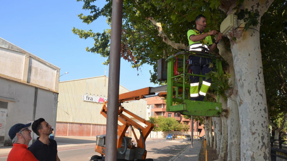 Els tècnics instal·len el nou sistema per reduir la població d’estornells als carrers.