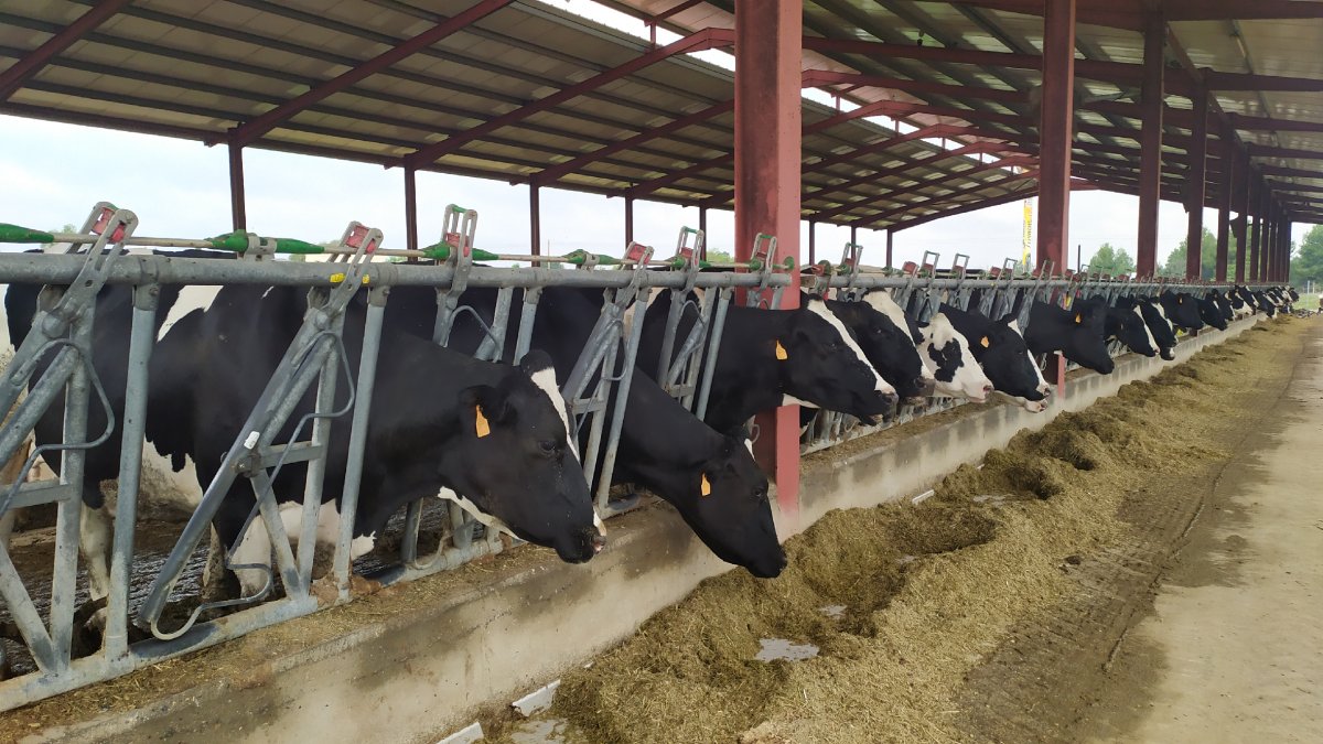 Foto d’una explotació de vaques de llet a Térmens.