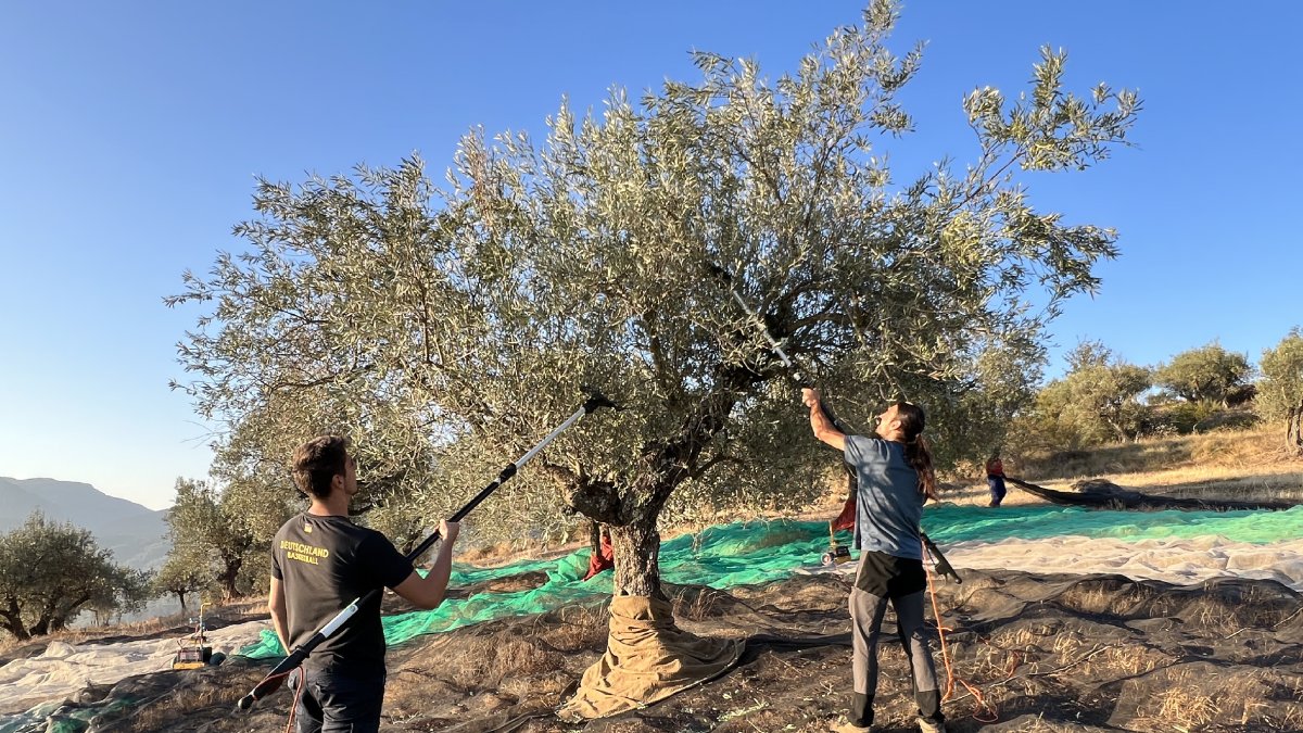 Recol·lecció d’olives a Guàrdia de Noguera per fer oli d’oliva verge extra verd.