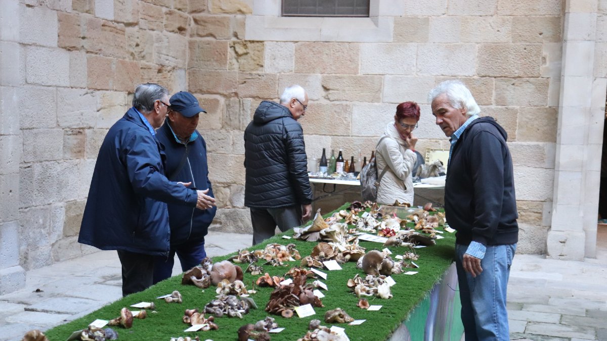 El pati de l’IEI acull la XXXIII Mostra de Bolets de Tardor de les Terres de Lleida.