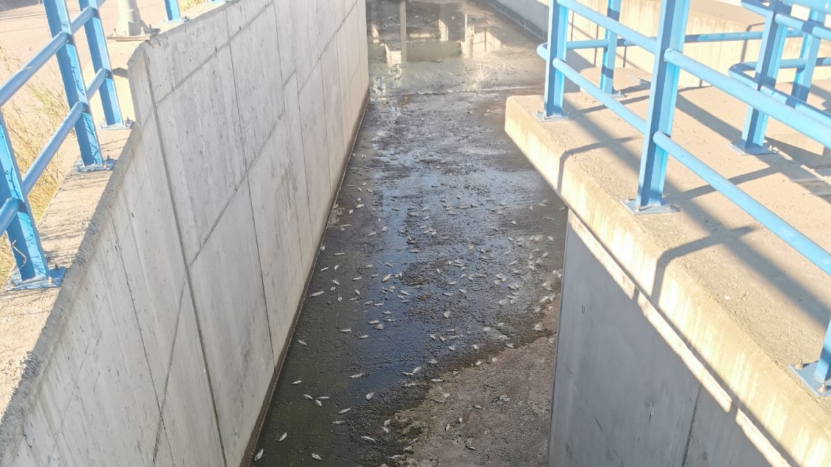 Peixos morts al canal Segarra-Garrigues a les Borges.