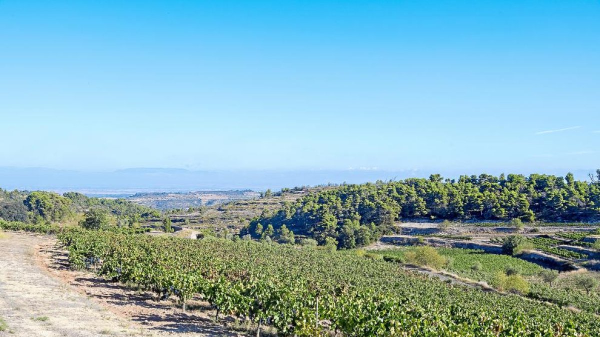 l’olivera. Han reconvertit un espai agrari en un lloc idíl·lic per tastar nous vins. 