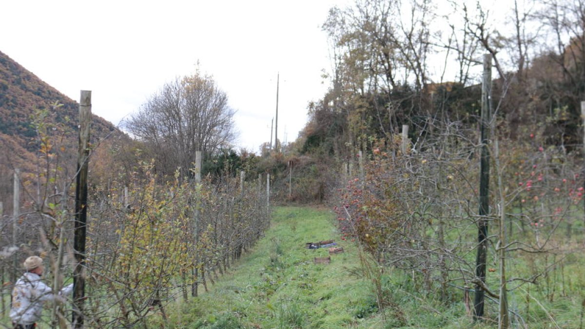 cAtàleg. Una vegada classificats, els arbres passen a formar part del catàleg de varietats locals d’interès agrari.