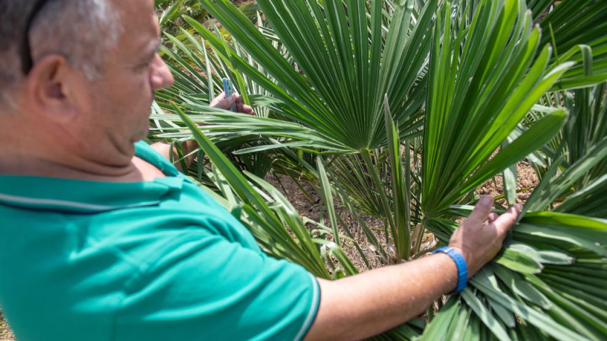 Xavier Samarra controla la seua plantació de palmeres.