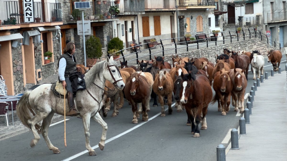 Els cavalls creuant dilluns Gerri de la Sal per l’Eix Pirinenc, l’N-260.