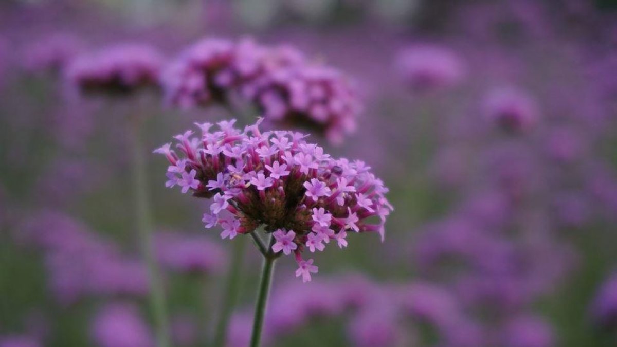 Flors per a un jardí colorista i sostenibleLes Bahames desconegudes