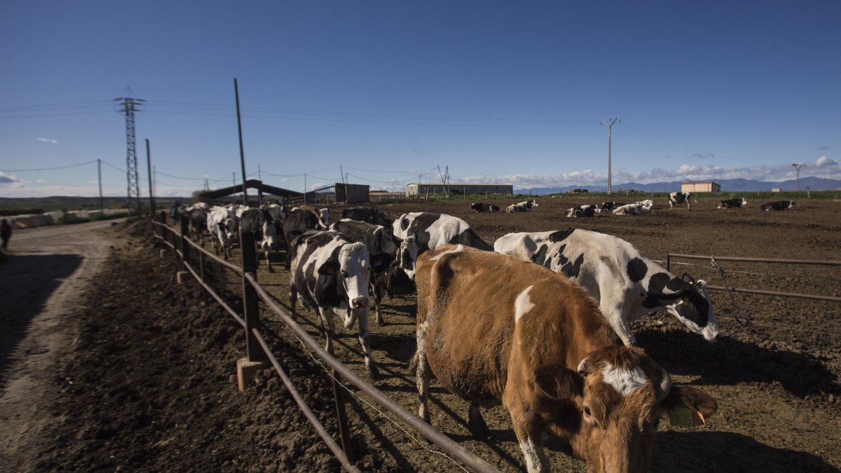 Un ramat de vaques en una granja situada en un poble d’Osca.