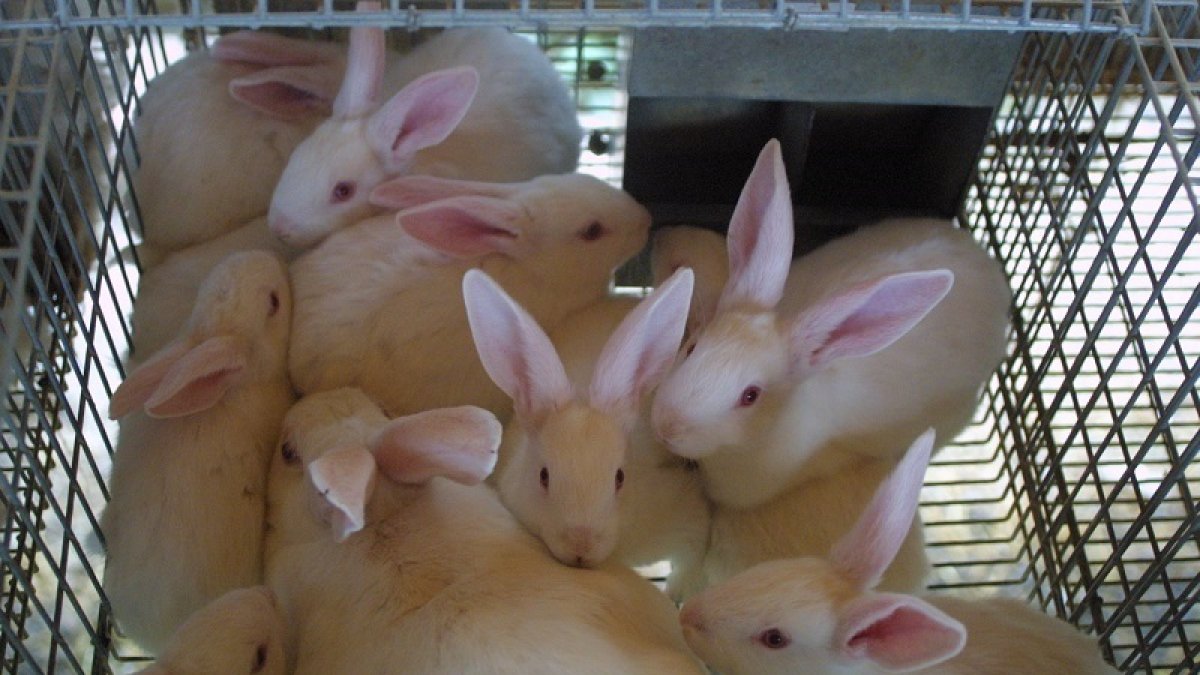 La producció de conills va clarament a la baixa a tot l’Estat.