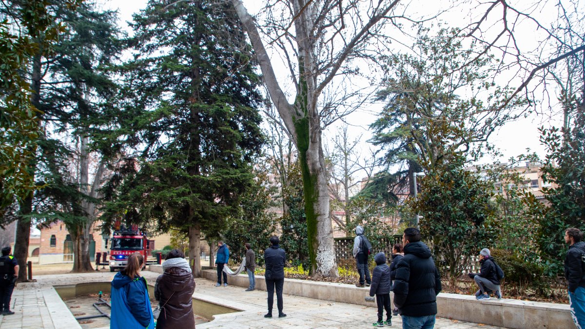 La maniobra dels bombers per rescatar el felí que estava atrapat en un arbre.