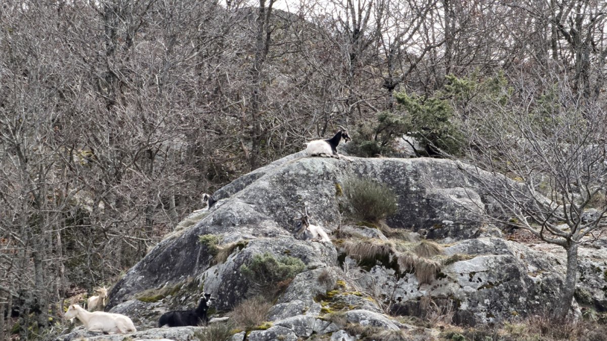 Alguns dels exemplars de cabres assilvestrades al terme municipal de Bossòst.