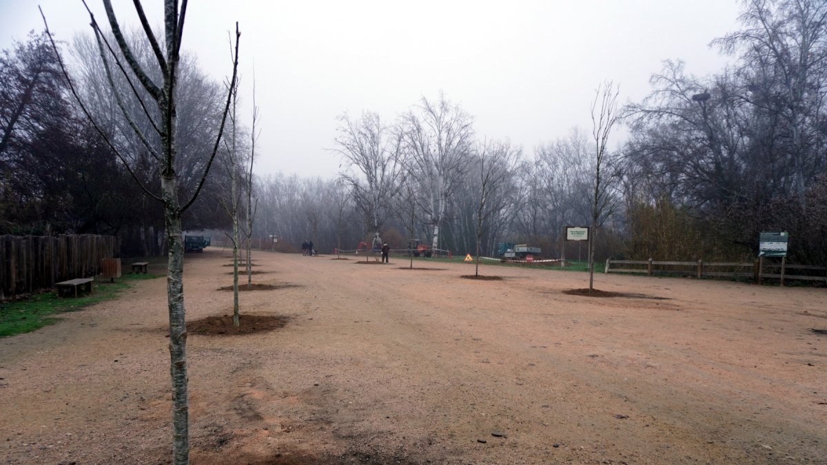 Els arbres que la Paeria ha plantat a l’accés a la Mitjana.