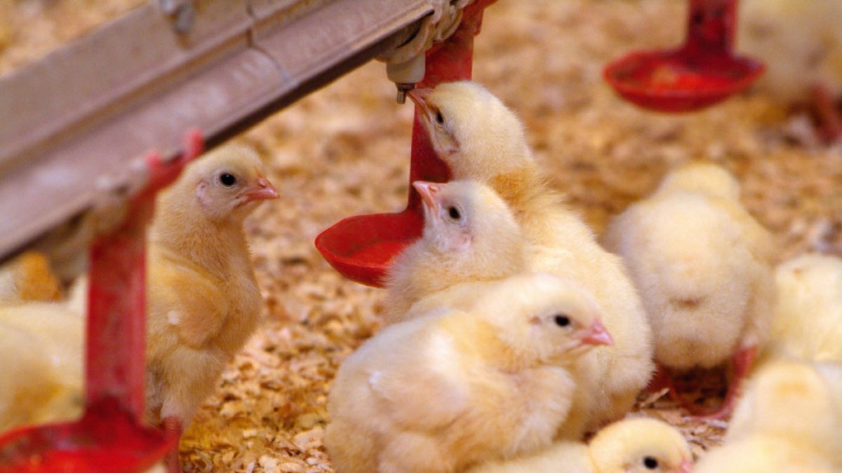 La FAC valora positivament l’exercici 2023 del sector avícola.