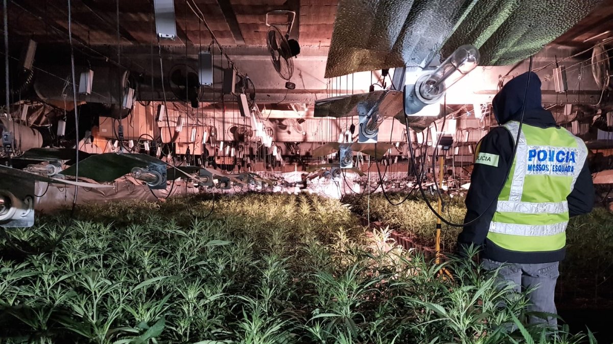 Desmantellament d’una plantació indoor de marihuana l’any passat a Castellserà.