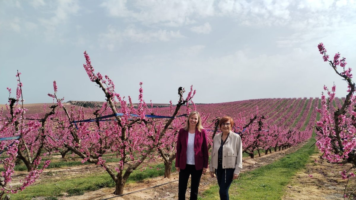 La cònsol general dels Estats Units a Barcelona, Katie Stana, va visitar ahir els camps en flor d’Aitona.