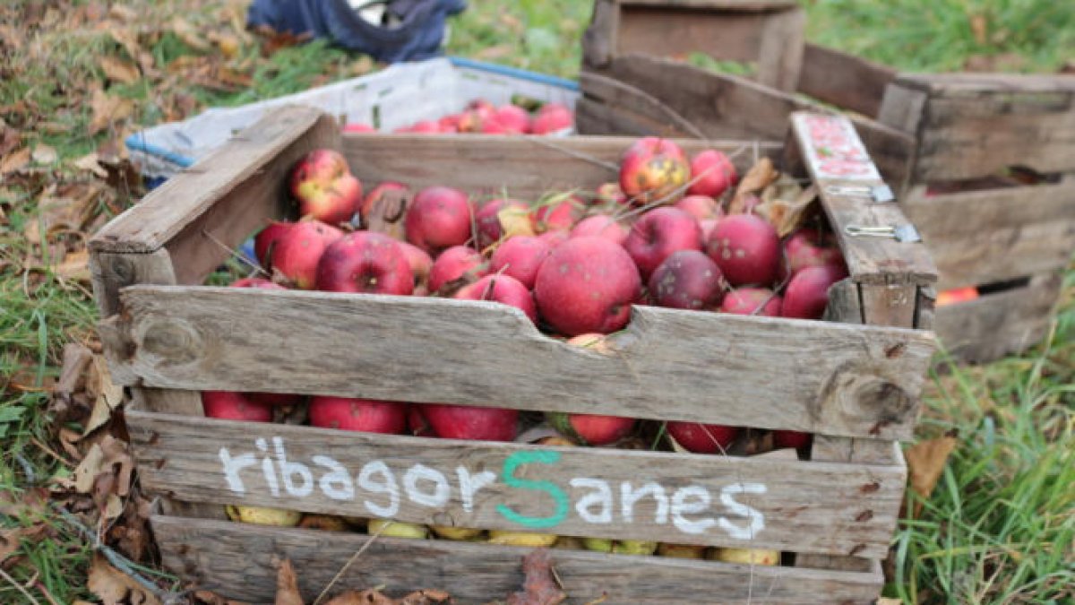 A l’Alta Ribagorça creixen cent varietats de fruita autòctona.