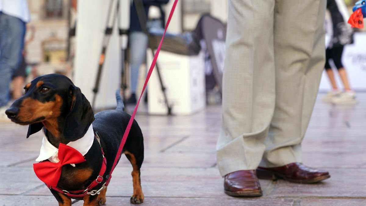 Només l’any passat es van inscriure més de 5.000 gossos a l’AIAC a les comarques de Ponent.
