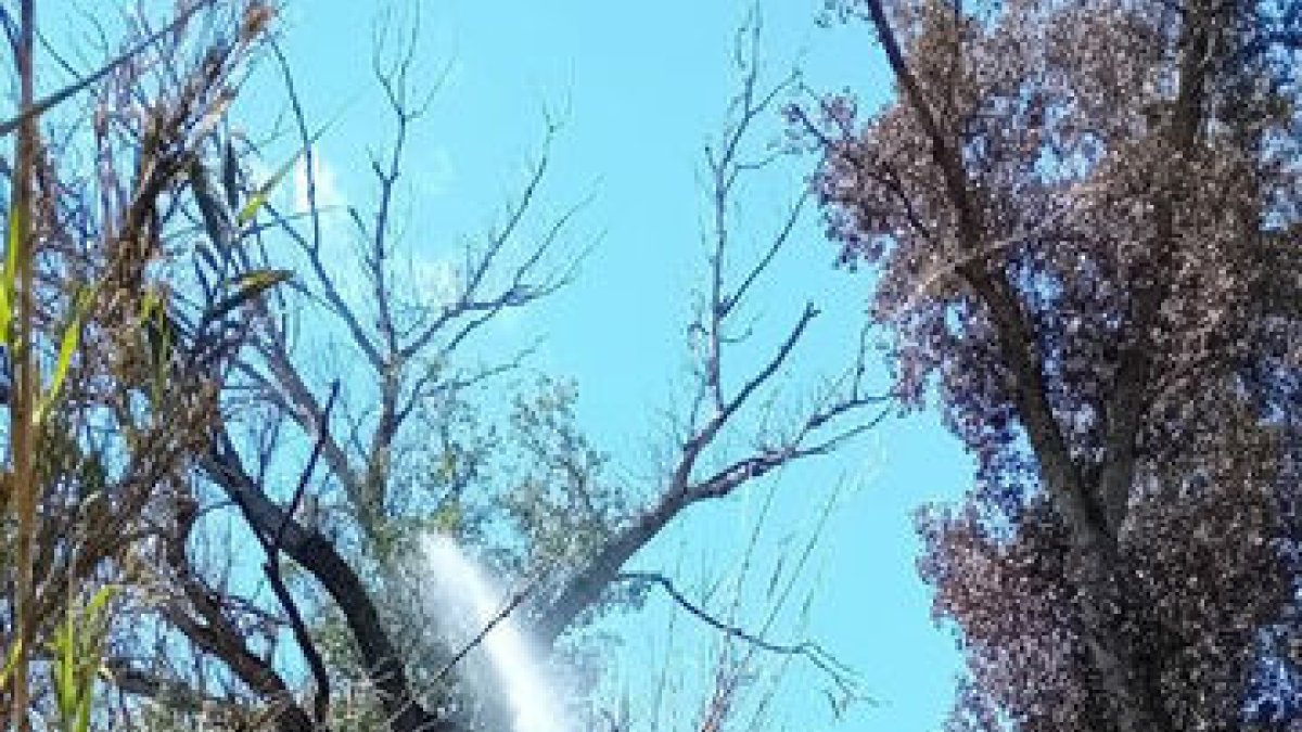 Els bombers apagant el foc en un arbre de la Mitjana.