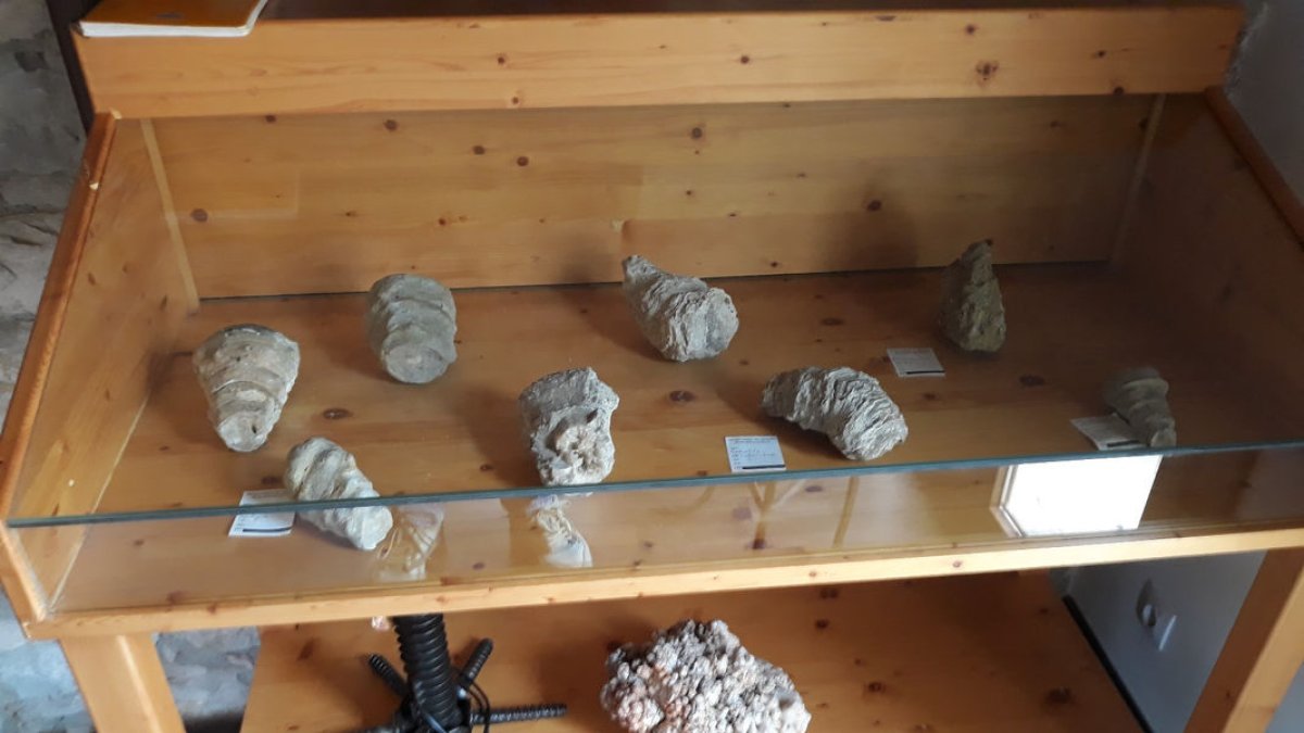 La col·lecció està formada per 388 fòssils del paleogen i el cretaci, encara que no tots s’exposaran.