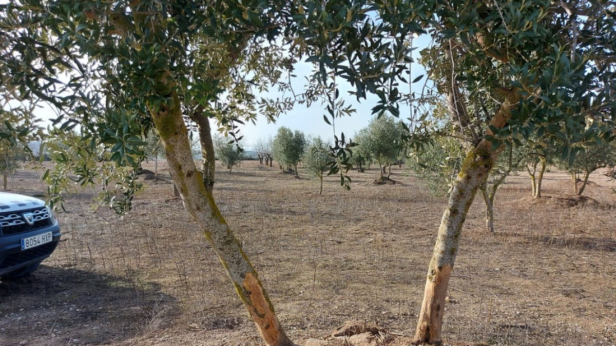 El tronc de dos oliveres rosegades pels conills en una finca d’Arbeca.