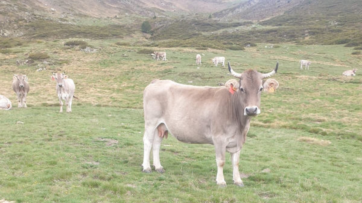 Algunes de les vaques als terrenys comunals d’Estaon.