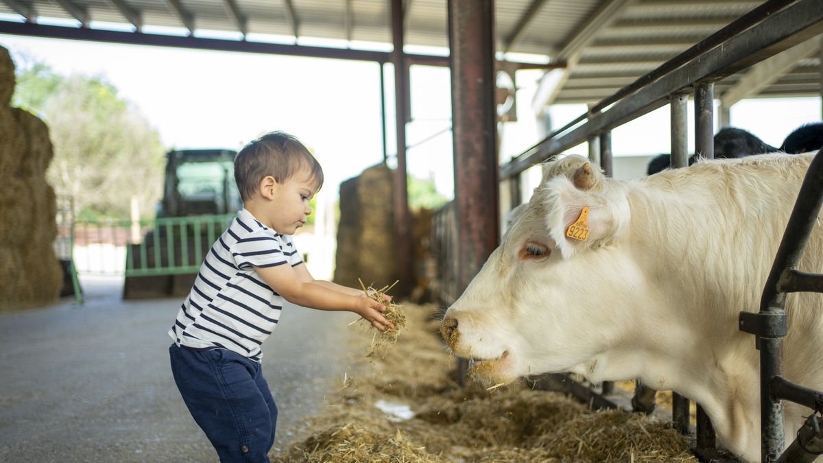 Un nen donant menjar a una vaca a la Granja Pifarré de Lleida, ahir.