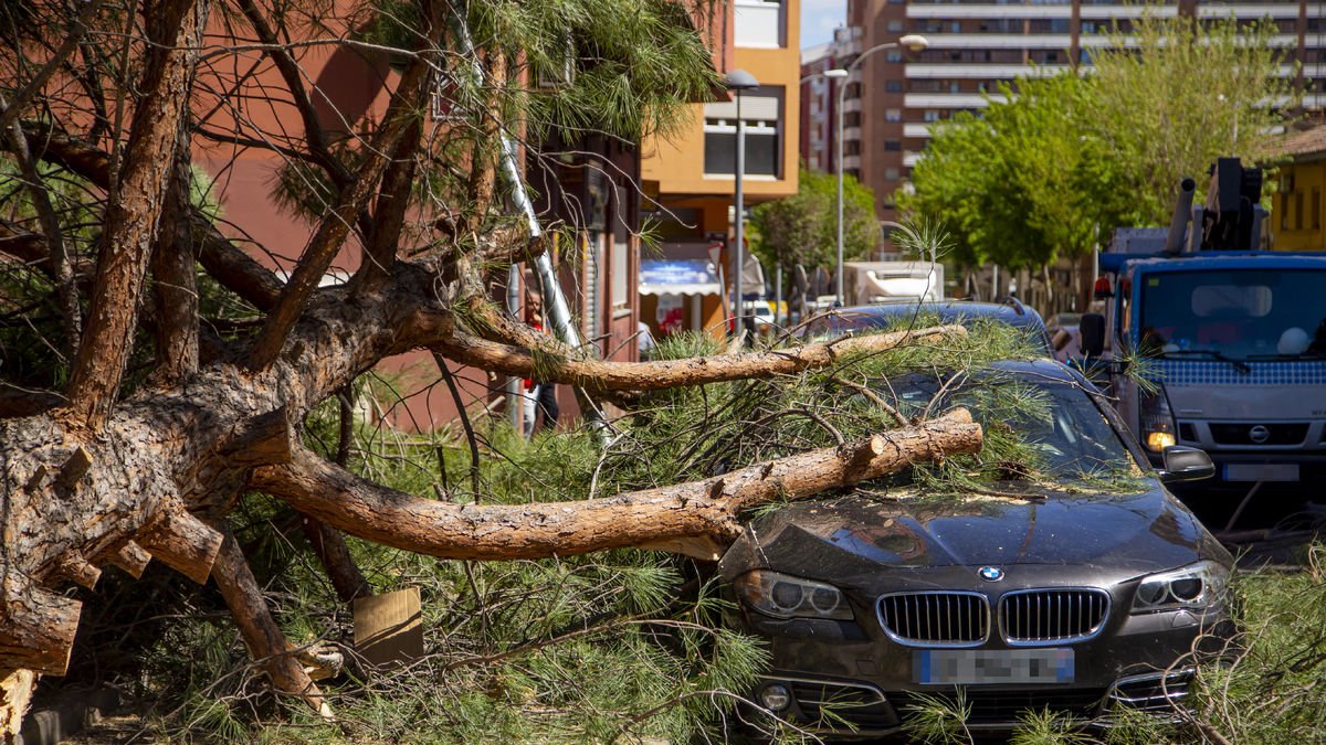 L’arbre va caure el 13 d’abril del 2023 en un carrer de la Mariola.