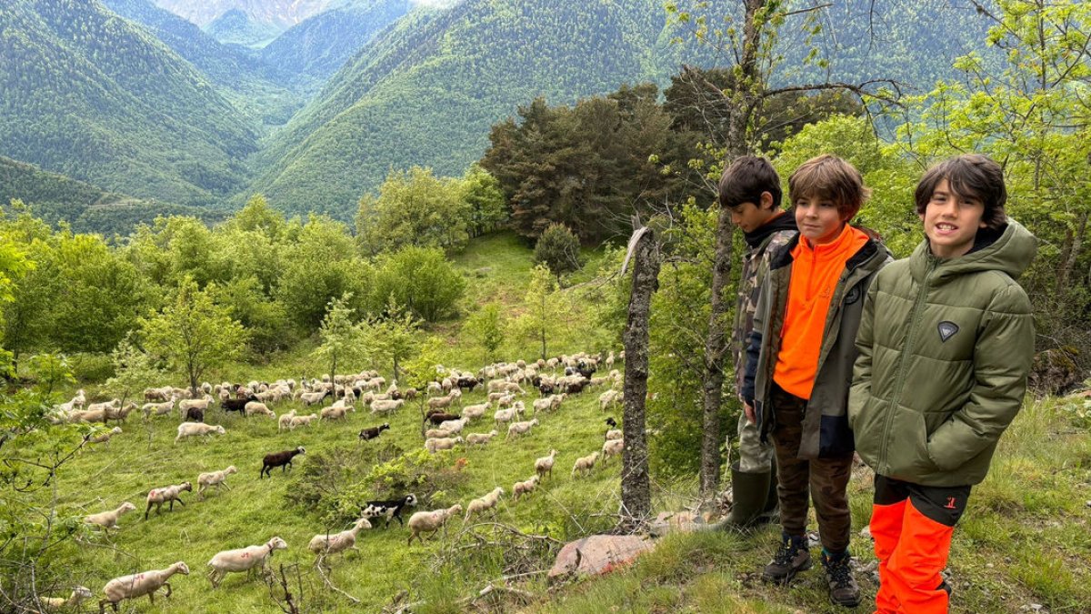 Nens davant una agrupació d’ovelles i cabres a Vilamòs.