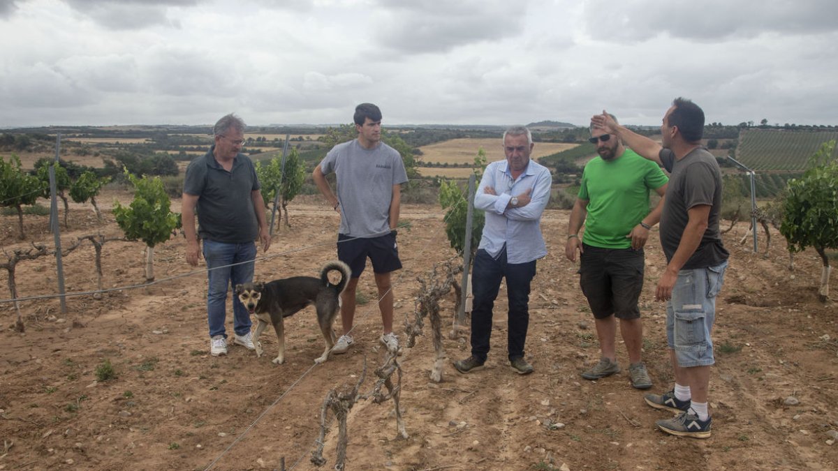 Pere Roqué (Asaja) va visitar ahir zones afectades per la plaga a Verdú juntament amb agricultors.